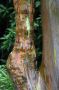 06Hana - 03 * On the coastal road to Hana you can see a small grove of Rainbow Eucalyptus trees